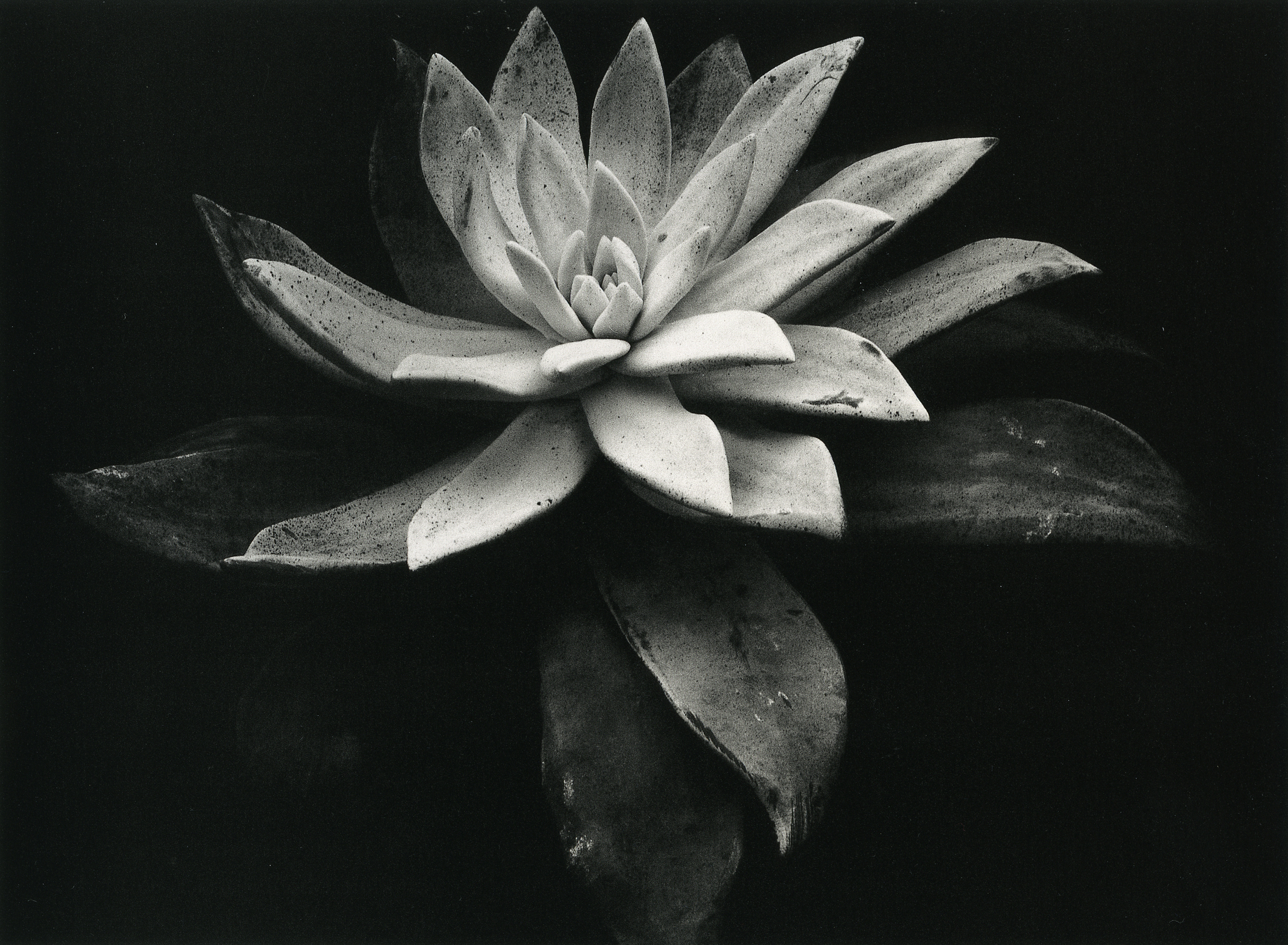EW_Succulent, 1932_p139