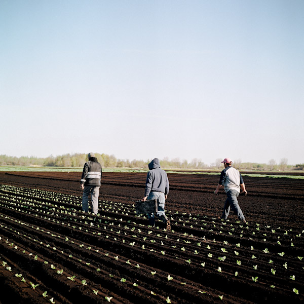 7_jf-hamelinharvest-north03