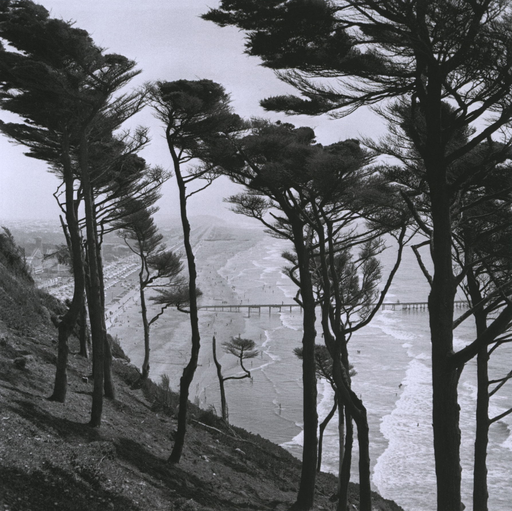fred lyon_windswept trees above ocean beach_p48