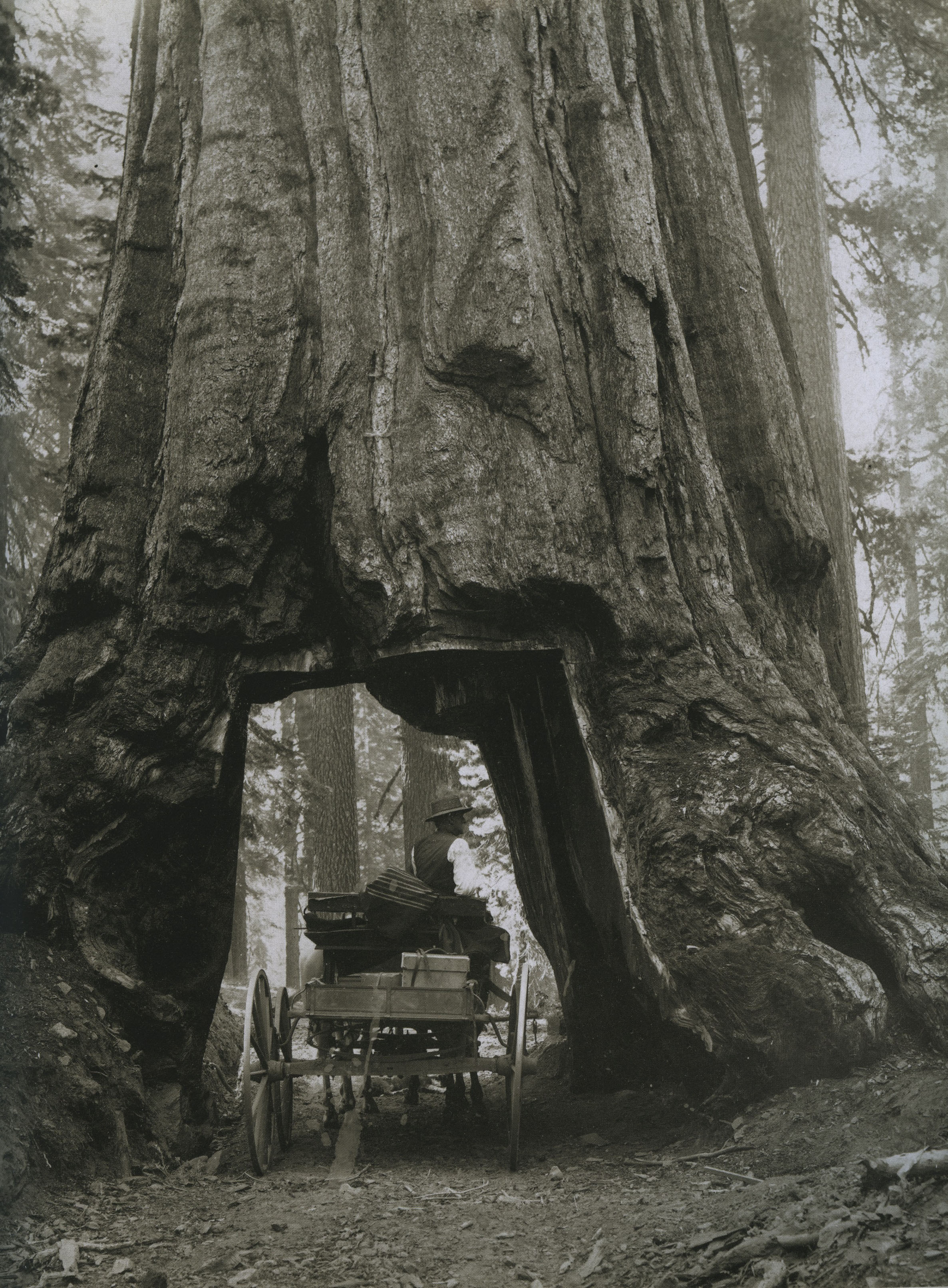 séquoia géant, yosemite national park, CA_v1870_p83