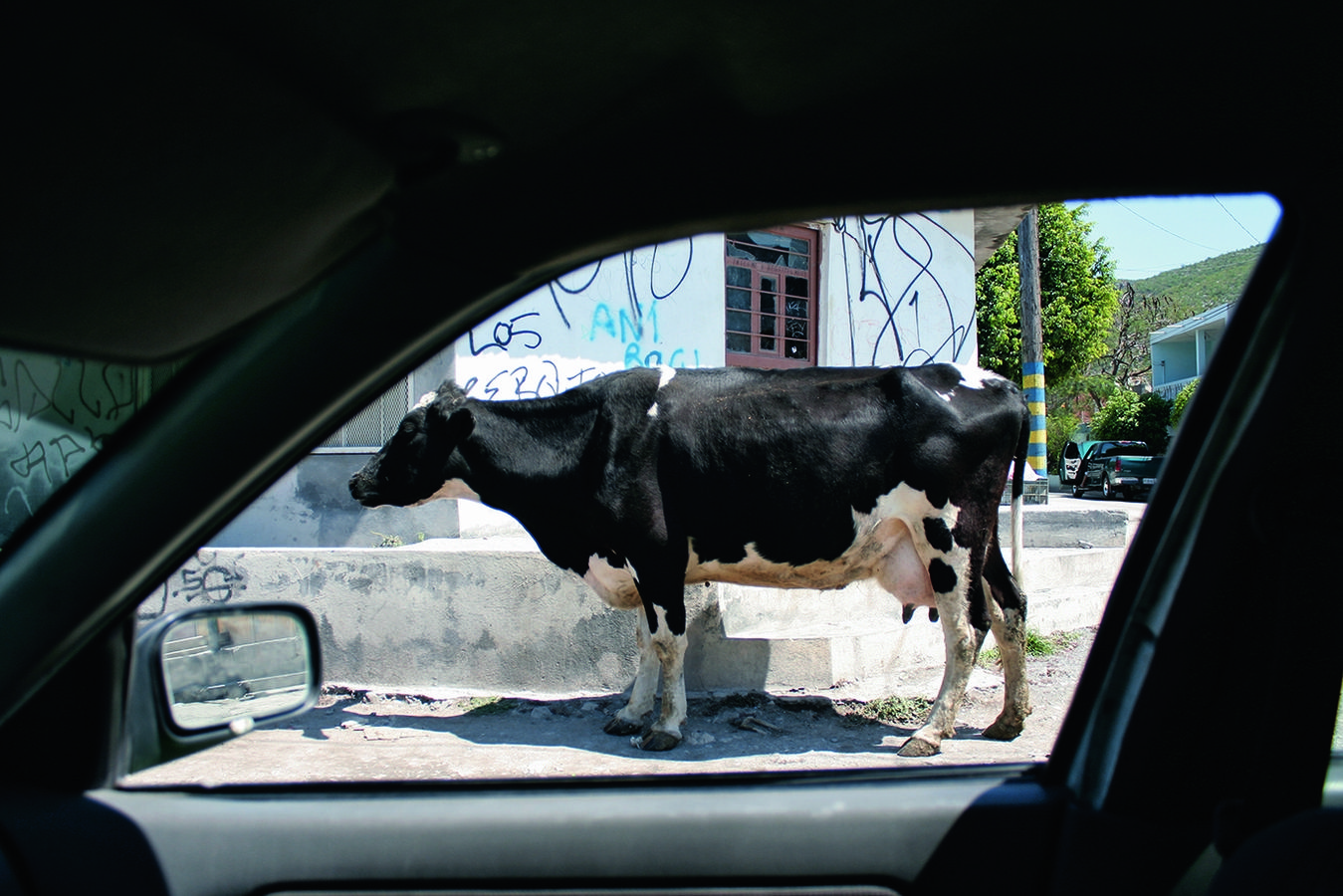 oscar fernando gomez_vache